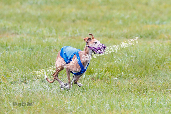 BIF, Afghan-Basenji-Azawak-9891