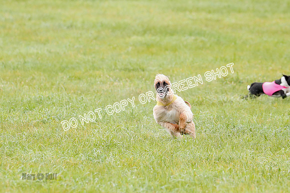 BIF, Afghan-Basenji-Azawak-9878