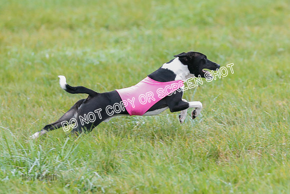 BIF, Afghan-Basenji-Azawak-0008
