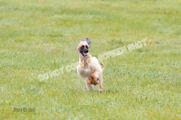 BIF, Afghan-Basenji-Azawak-9883