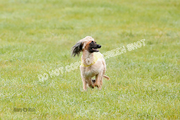 BIF, Afghan-Basenji-Azawak-9886