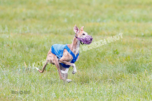 BIF, Afghan-Basenji-Azawak-9892