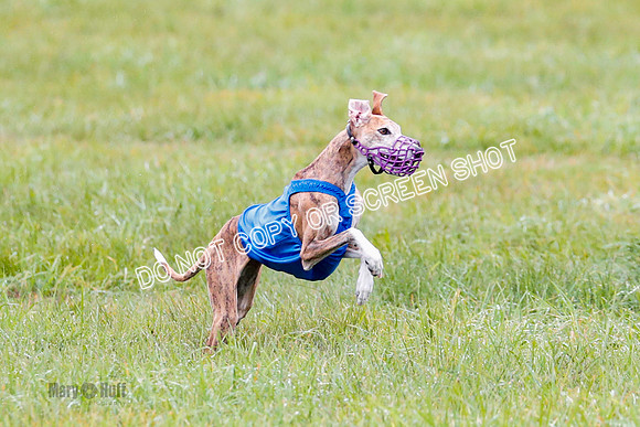 BIF, Afghan-Basenji-Azawak-9893