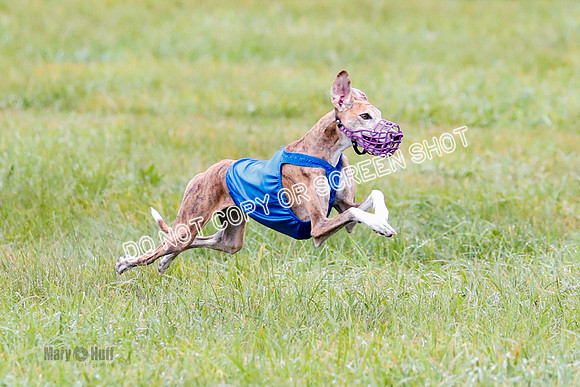 BIF, Afghan-Basenji-Azawak-9894