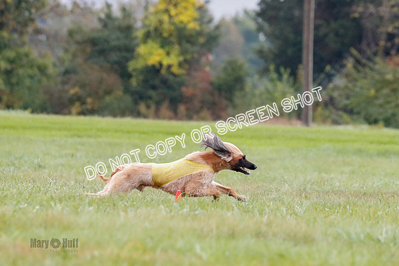 BIF, Afghan-Basenji-Azawak-9909