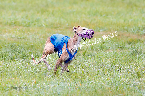 BIF, Afghan-Basenji-Azawak-9896