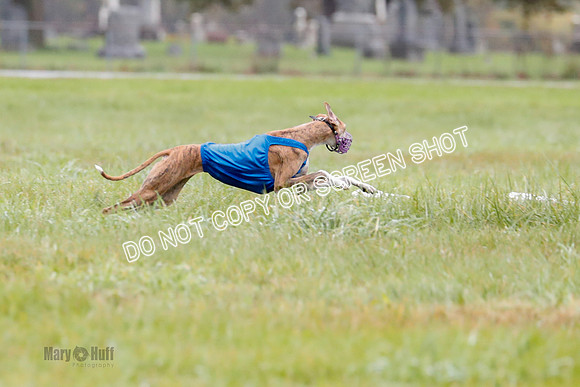 BIF, Afghan-Basenji-Azawak-9921