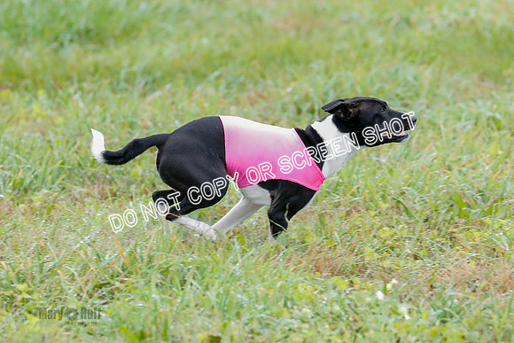 BIF, Afghan-Basenji-Azawak-9908