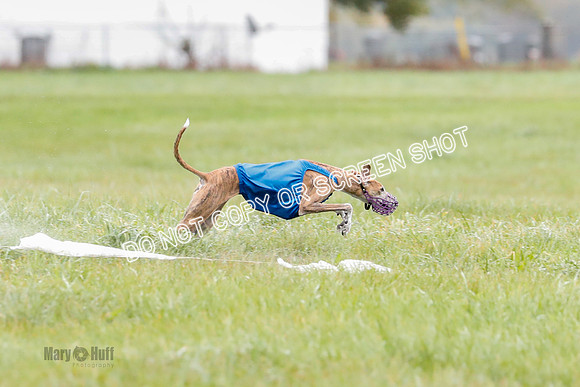BIF, Afghan-Basenji-Azawak-9924