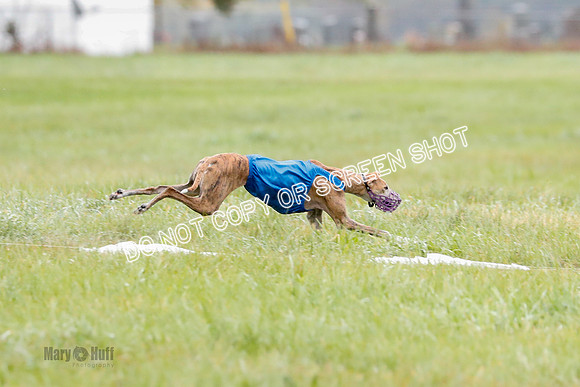 BIF, Afghan-Basenji-Azawak-9925
