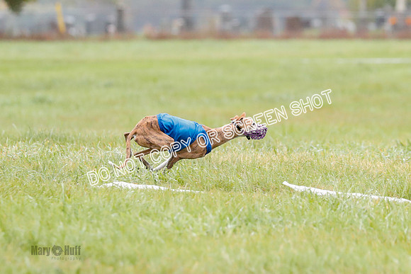 BIF, Afghan-Basenji-Azawak-9926