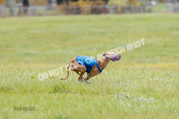 BIF, Afghan-Basenji-Azawak-9931