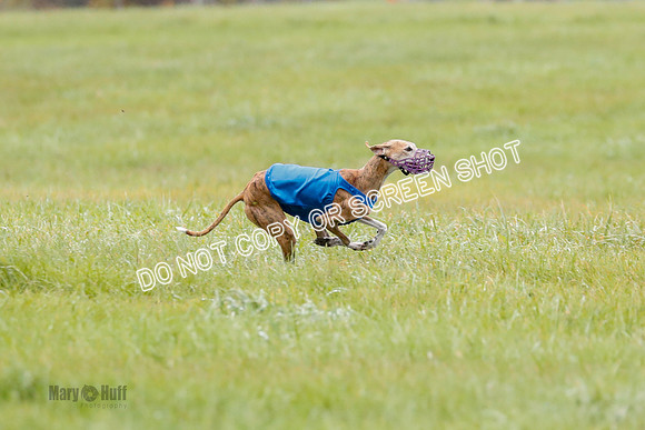 BIF, Afghan-Basenji-Azawak-9932