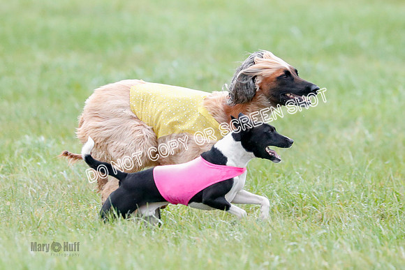 BIF, Afghan-Basenji-Azawak-9935
