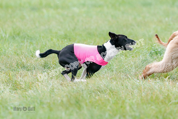 BIF, Afghan-Basenji-Azawak-9942