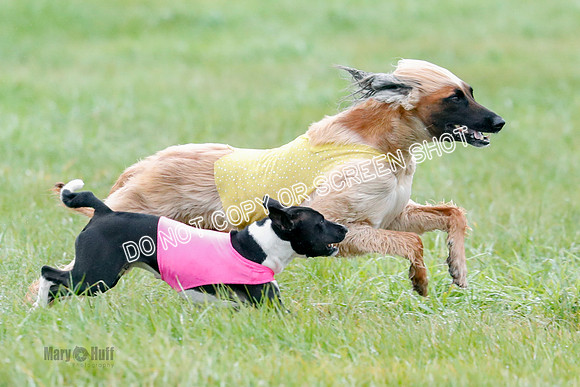 BIF, Afghan-Basenji-Azawak-9937