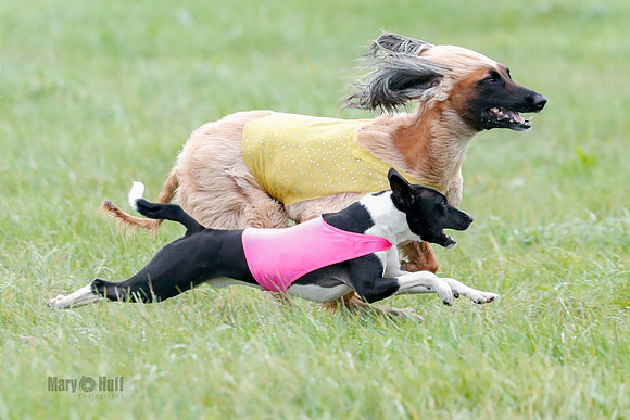 BIF, Afghan-Basenji-Azawak-9936