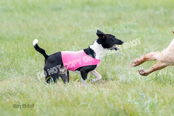 BIF, Afghan-Basenji-Azawak-9943