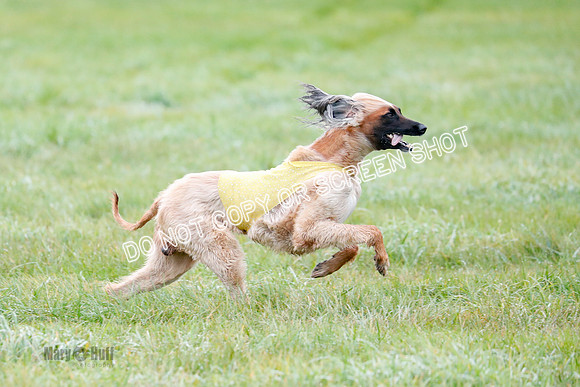 BIF, Afghan-Basenji-Azawak-9947