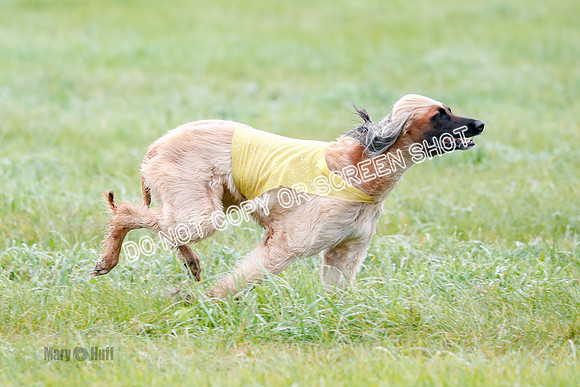 BIF, Afghan-Basenji-Azawak-9950