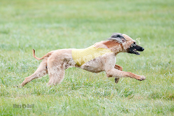 BIF, Afghan-Basenji-Azawak-9953