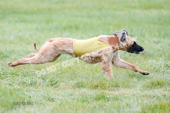BIF, Afghan-Basenji-Azawak-9954
