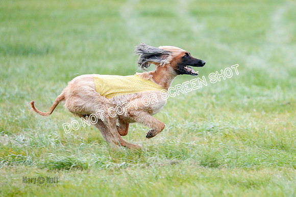 BIF, Afghan-Basenji-Azawak-9957