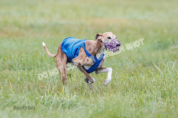 BIF, Afghan-Basenji-Azawak-9978