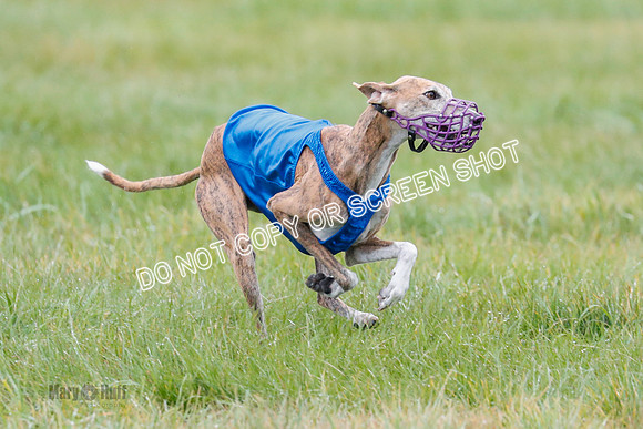 BIF, Afghan-Basenji-Azawak-9982