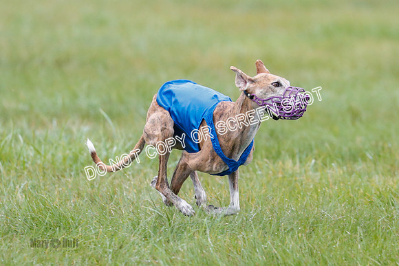 BIF, Afghan-Basenji-Azawak-9981