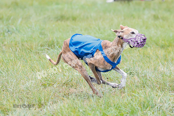 BIF, Afghan-Basenji-Azawak-9985