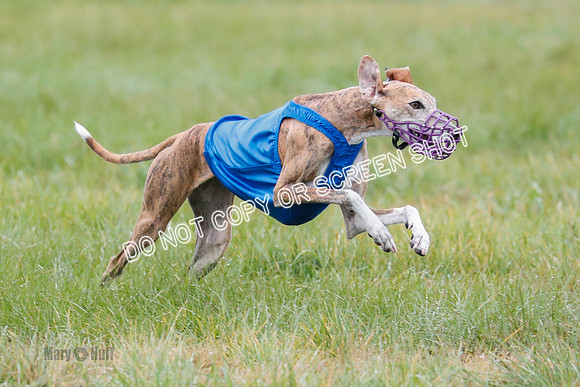 BIF, Afghan-Basenji-Azawak-9983