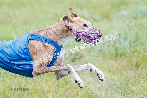 BIF, Afghan-Basenji-Azawak-9990