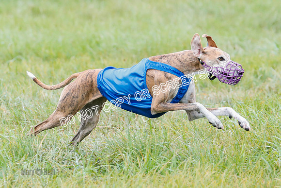 BIF, Afghan-Basenji-Azawak-9986