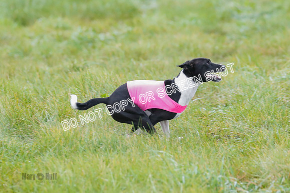 BIF, Afghan-Basenji-Azawak-9997
