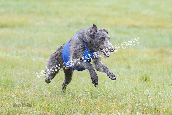 BIF, Pharoah-Greyhound-Deerhound-9819