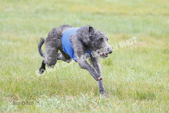 BIF, Pharoah-Greyhound-Deerhound-9820