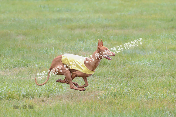 BIF, Pharoah-Greyhound-Deerhound-9823