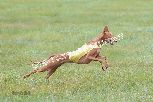 BIF, Pharoah-Greyhound-Deerhound-9825
