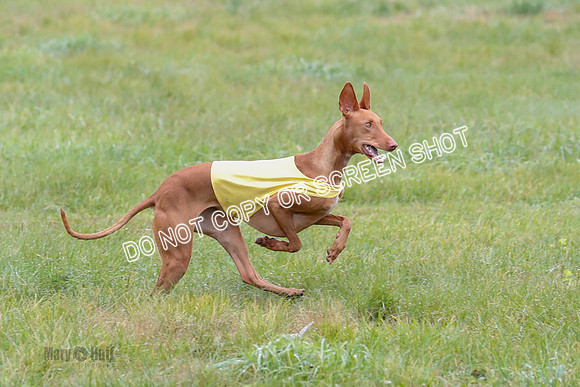 BIF, Pharoah-Greyhound-Deerhound-9830