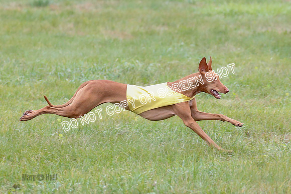 BIF, Pharoah-Greyhound-Deerhound-9832