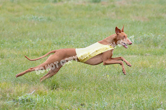 BIF, Pharoah-Greyhound-Deerhound-9831