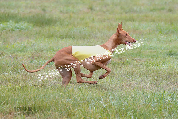 BIF, Pharoah-Greyhound-Deerhound-9835