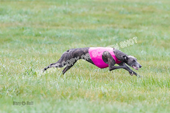 BIF, Pharoah-Greyhound-Deerhound-9844