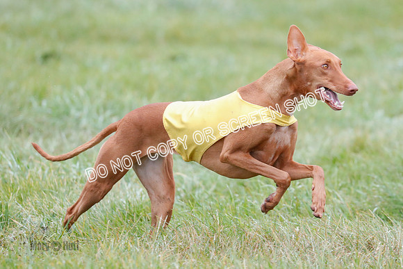 BIF, Pharoah-Greyhound-Deerhound-9854