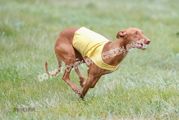 BIF, Pharoah-Greyhound-Deerhound-9852