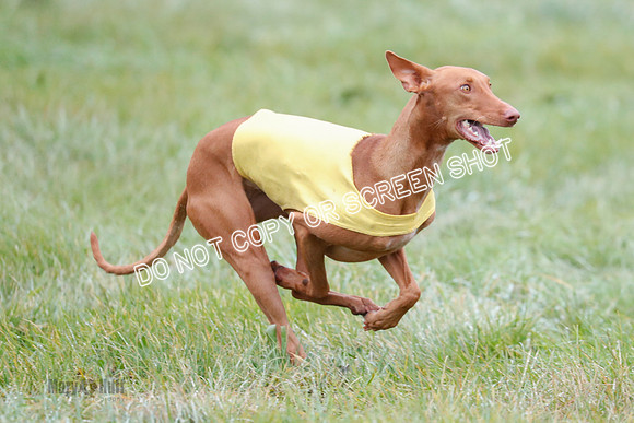 BIF, Pharoah-Greyhound-Deerhound-9853