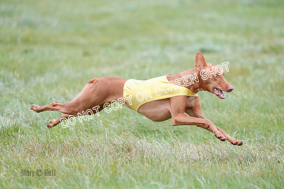 BIF, Pharoah-Greyhound-Deerhound-9855