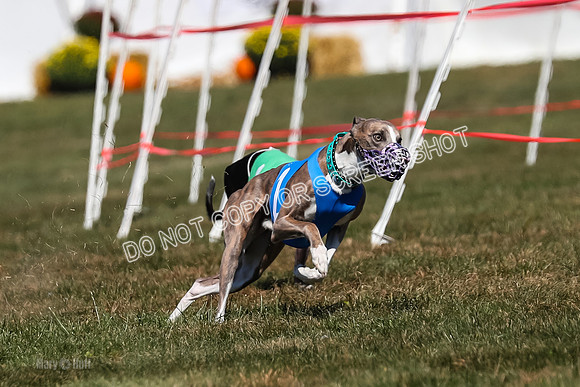 Prg 3, Race 10, Blitz Moonstruck Fortuna Tipa-2180