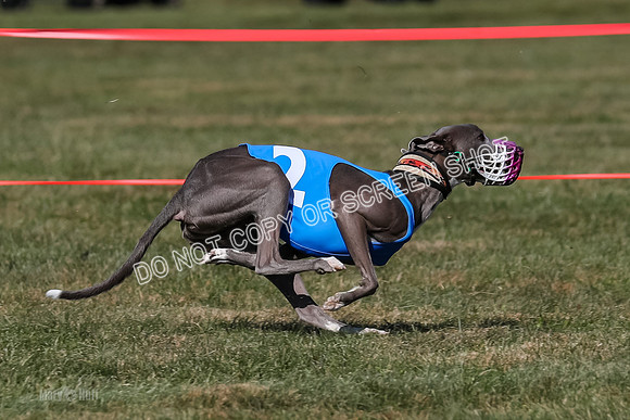 Prg 4, Race 9, Rarity Java Power Buzzsaw-2684